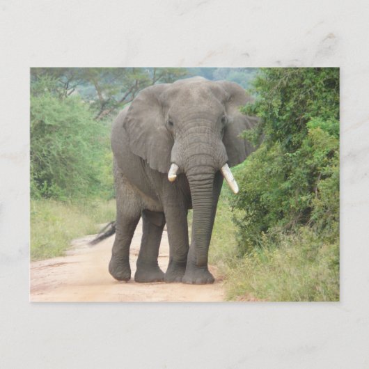Grote Olifant Foto Briefkaart (Voorkant)