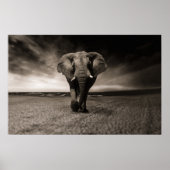 Grote olifant Poster afdrukken (Voorkant)