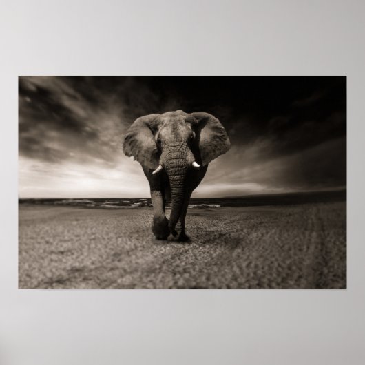 Grote olifant Poster afdrukken (Voorkant)
