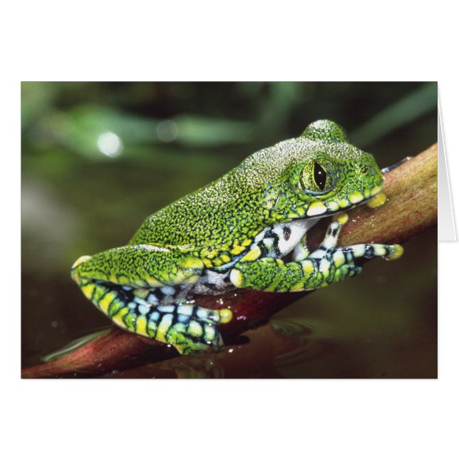 Grote Oog Boomkikker, Leptopelis vermiculatus, (Voorkant Horizontaal)
