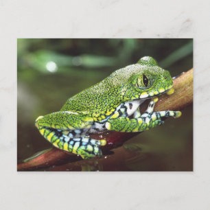 Grote Oog Boomkikker, Leptopelis vermiculatus, Briefkaart