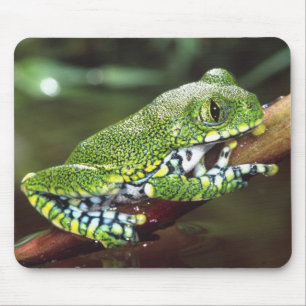 Grote Oog Boomkikker, Leptopelis vermiculatus, Muismat