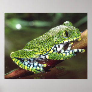 Grote Oog Boomkikker, Leptopelis vermiculatus, Poster