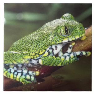 Grote Oog Boomkikker, Leptopelis vermiculatus, Tegeltje