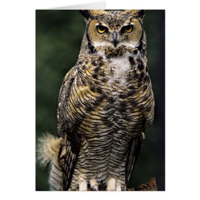 Grote Ooruil (Bubo virginianus), volledig lichaam (Voorkant)