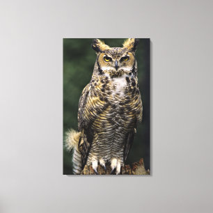 Grote Ooruil (Bubo virginianus), volledig lichaam Canvas Afdruk