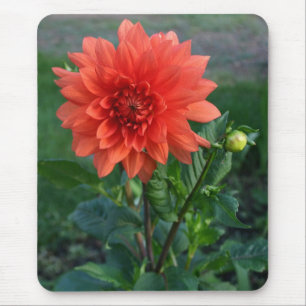Grote Oranje dameskast Dahlia Muismat
