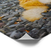 Grote oranje en witte kat poster (Hoek)