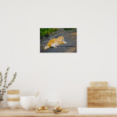 Grote oranje en witte kat poster (Keuken)