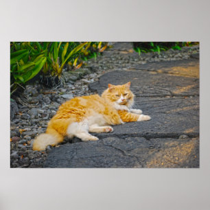 Grote oranje en witte kat poster