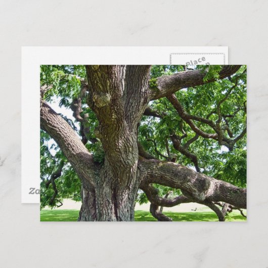 Grote Oude Boom Briefkaart (Voorkant / Achterkant)