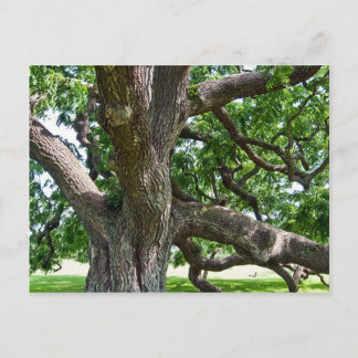 Grote Oude Boom Briefkaart