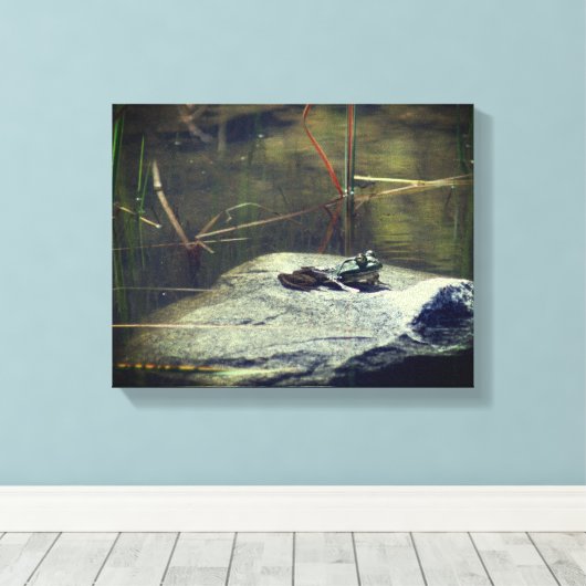 Grote oude Bullfrog op Rock Natuur Canvas Afdruk (Insitu (Houten vloer))