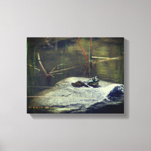 Grote oude Bullfrog op Rock Natuur Canvas Afdruk