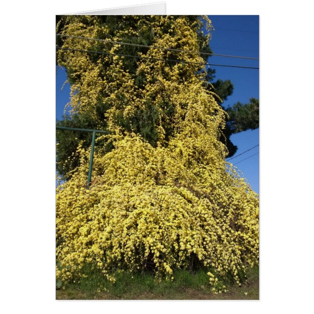Grote overgeteelde gele bloemen (Voorkant)