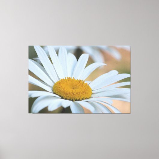 Grote overzeese Daisy Canvas Afdruk (Voorkant)