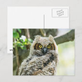 Grote paarden briefkaart (Voorkant / Achterkant)