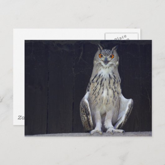 Grote paarden briefkaart (Voorkant / Achterkant)