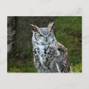 Grote paarden briefkaart