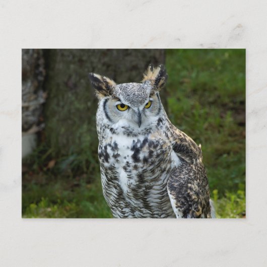 Grote paarden briefkaart (Voorkant)