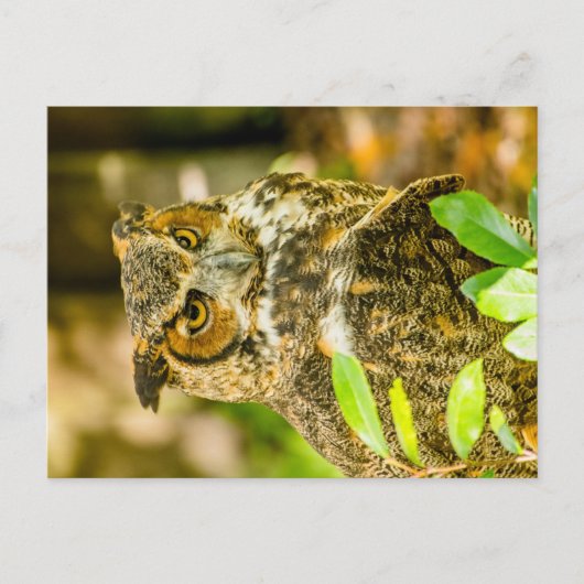 Grote paarden briefkaart (Voorkant)