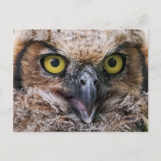 Grote paarden briefkaart (Voorkant)