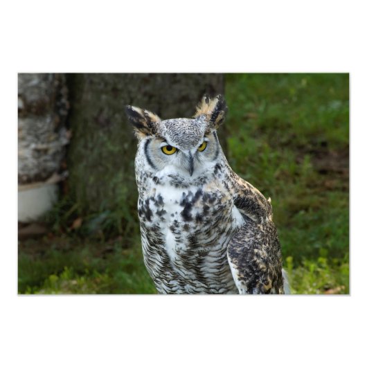 Grote paarden foto afdruk (Voorkant)