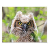 Grote paarden foto afdruk (Voorkant)