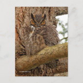 Grote paarden in de Douglas Fir Briefkaart (Voorkant)