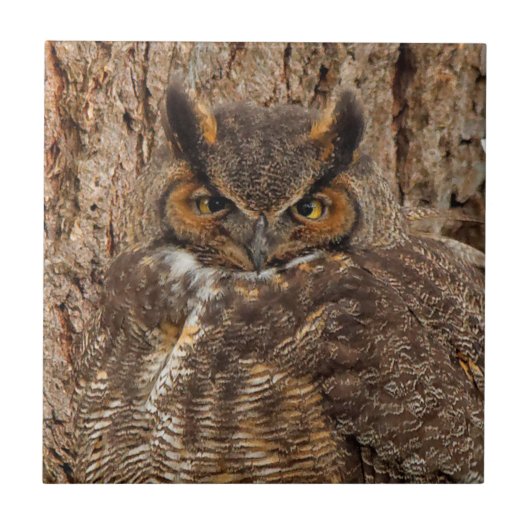 Grote paarden in de Douglas Fir Tegeltje (Voorkant)