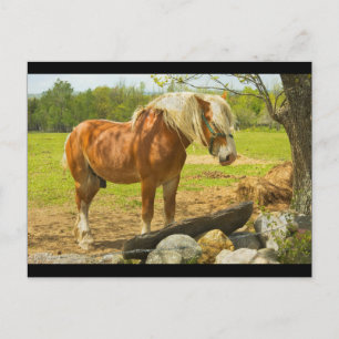 Grote paarden nabij de muur van de Stenen in het g Briefkaart