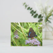 Grote Paarse Briefkaart van Hairstreak-vlinder (Staand voorkant)