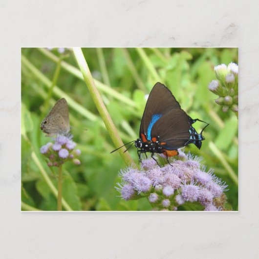 Grote Paarse Briefkaart van Hairstreak-vlinder (Voorkant)