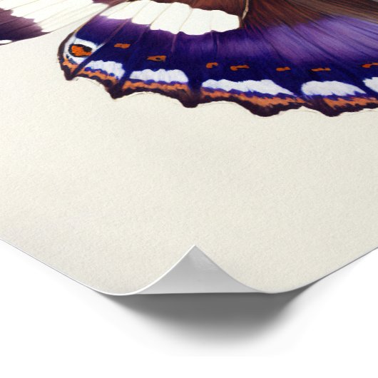 Grote Paarse Keizer Vlinder Art Print Poster (Hoek)