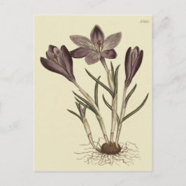 Grote Paarse Lente Crocus Botanische Illustratie Briefkaart