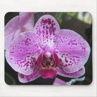 Grote Paarse orchidee-Muismat Muismat