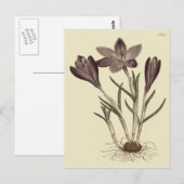 Grote Paarse voorjaarsbloei Botanische illustratie Briefkaart (Voorkant / Achterkant)