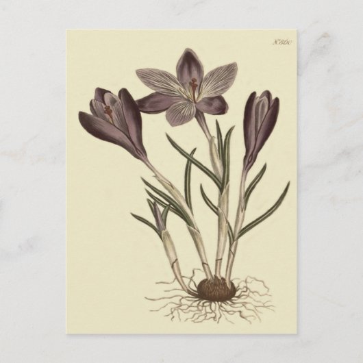 Grote Paarse voorjaarsbloei Botanische illustratie Briefkaart (Voorkant)