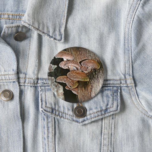 Grote paddenstoel Button (In situ)