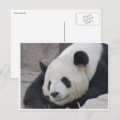 grote panda - glimlach briefkaart (Voorkant / Achterkant)