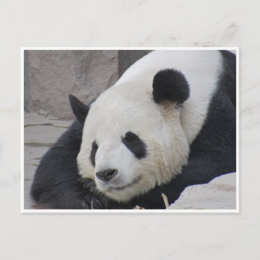 grote panda - glimlach briefkaart (Voorkant)