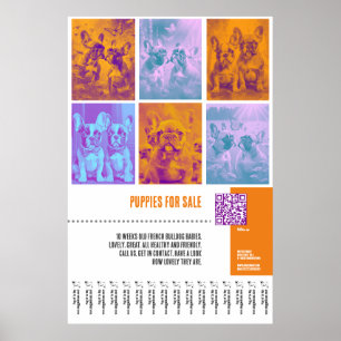 Grote poster met Franse Bulldog Pups te Koop