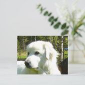 grote pyreneeën briefkaart (Staand voorkant)