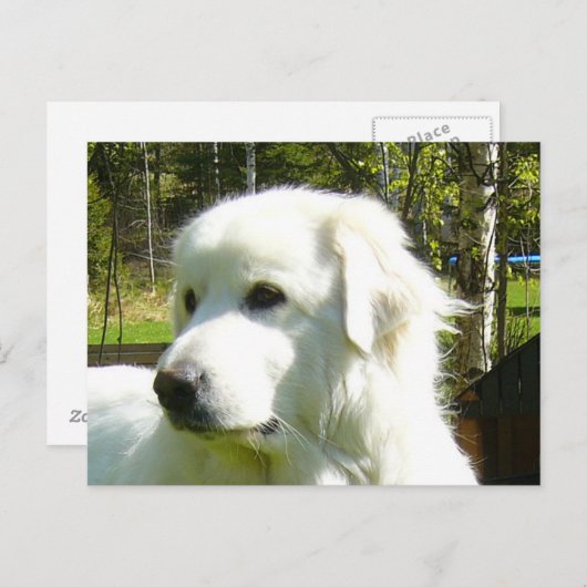 grote pyreneeën briefkaart (Voorkant / Achterkant)