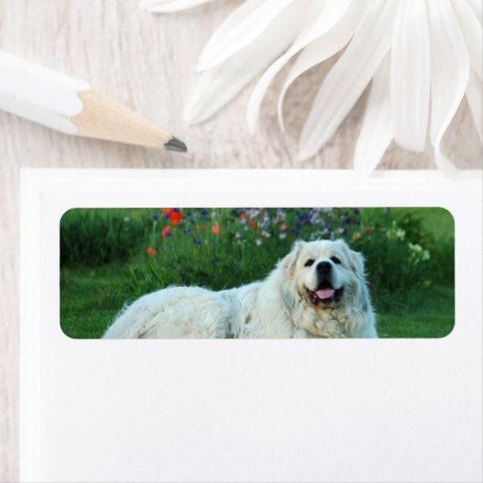 Grote Pyreneeën Etiket (Insitu)