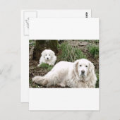 Grote Pyreneeën Hond en puppy Briefkaart (Voorkant / Achterkant)