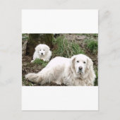 Grote Pyreneeën Hond en puppy Briefkaart (Voorkant)