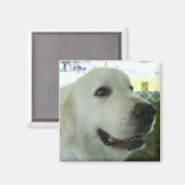 Grote Pyreneeën Magneet (Voorkant / Achterkant)