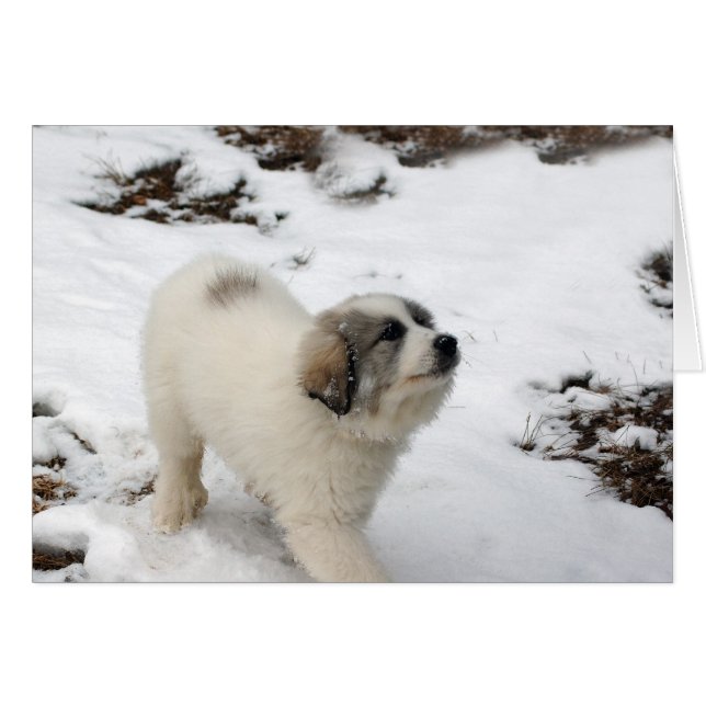 Grote pyreneeën Puppy (Voorkant Horizontaal)