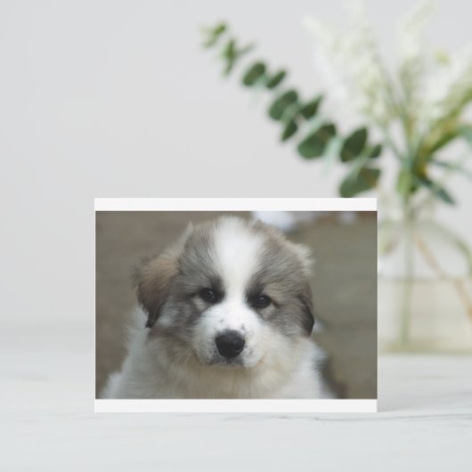 Grote pyreneeën Puppy Briefkaart (Staand voorkant)
